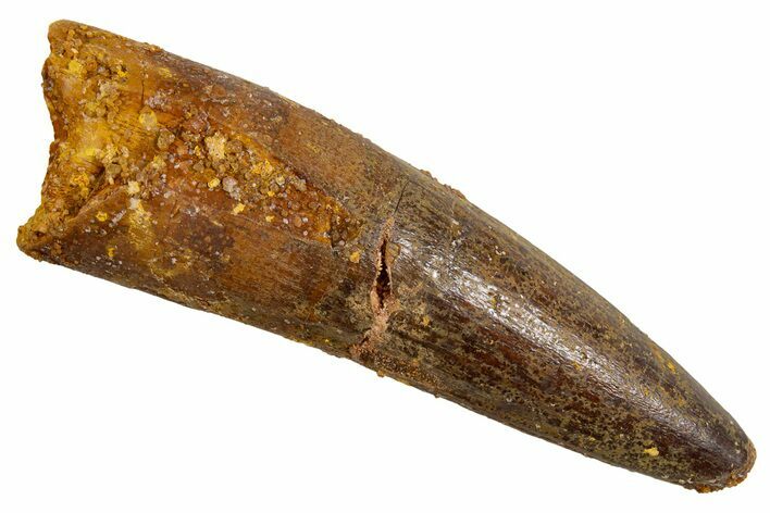 Fossil Spinosaurus Tooth - Real Dinosaur Tooth #326211